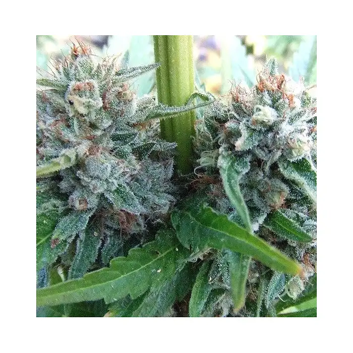 Strawberry OG - The Cali Connection