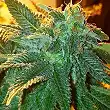 Alien OG - The Cali Connection Alien OG - The Cali Connection