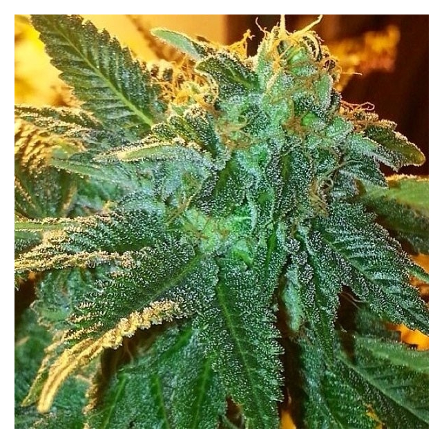 Alien OG - The Cali Connection