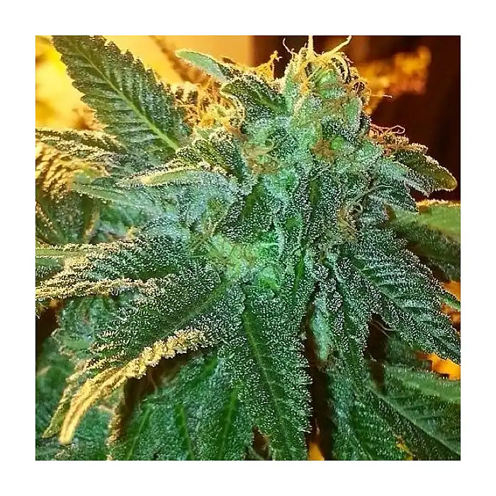 Alien OG - The Cali Connection