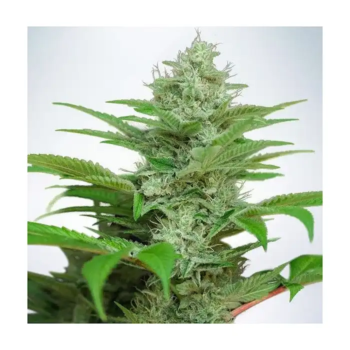 Auto Cbd Star - Ministry of Cannabis