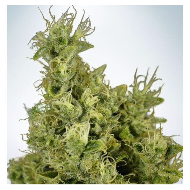 Mandarin Haze