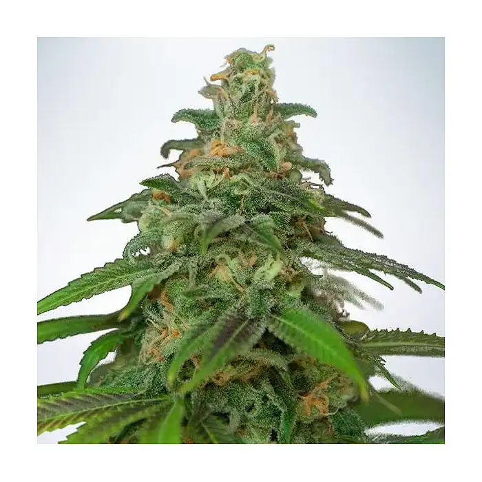 Auto Mandarin Haze - Ministry of Cannabis