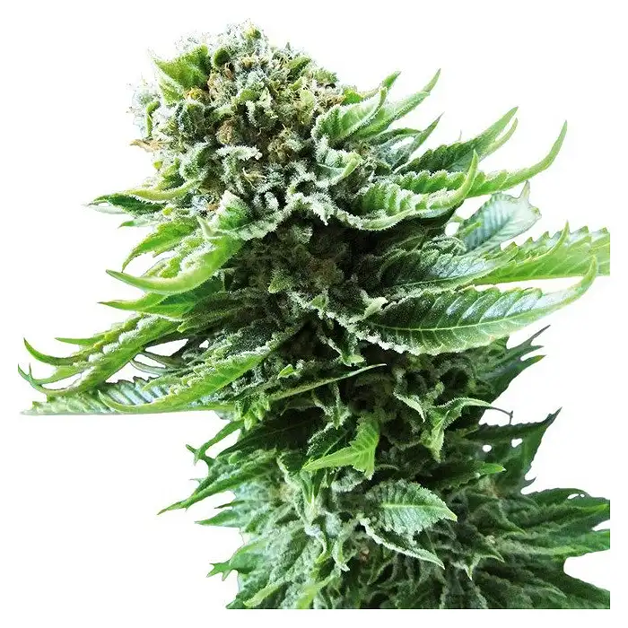 Auto Northern Ligths - Ministry of Cannabis