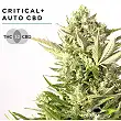 Critical + Auto CBD Critical + Auto CBD