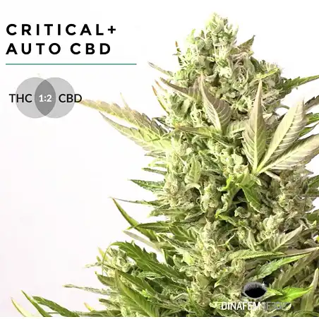 Critical + Auto CBD