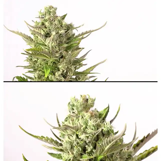 Critical + Auto CBD