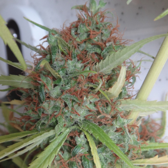 Honduras Regular