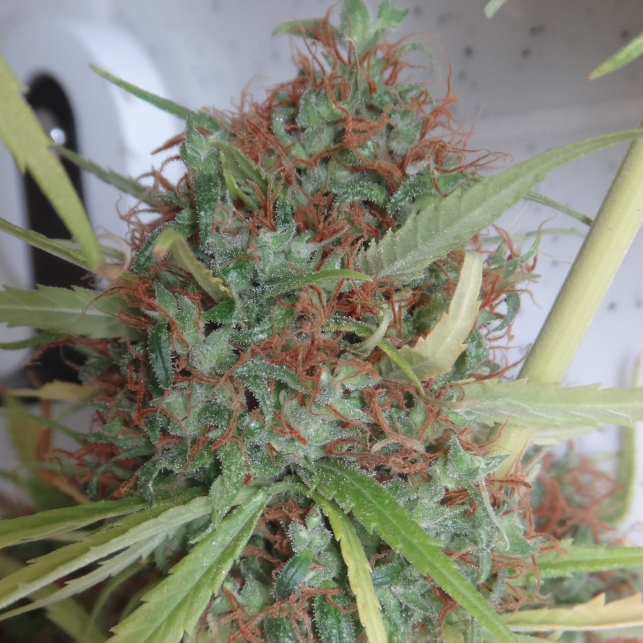 Honduras Regular