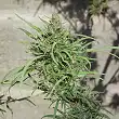 Ethiope Regular - Ace Seeds Ethiope Regular - Ace Seeds