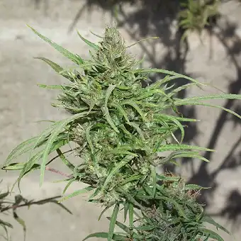 Ethiope Regular - Ace Seeds