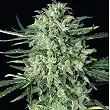 Quick Mass - Exotic Seeds Quick Mass - Exotic Seeds