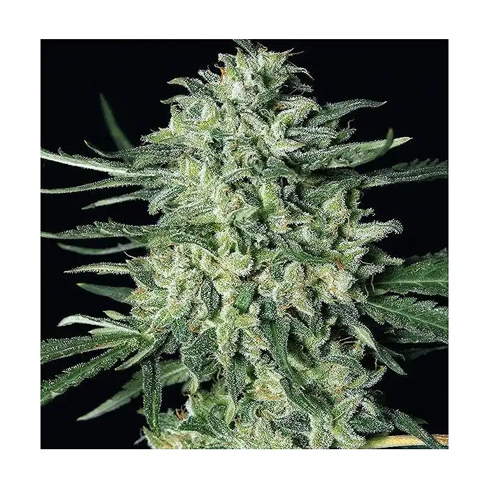 Quick Mass - Exotic Seeds