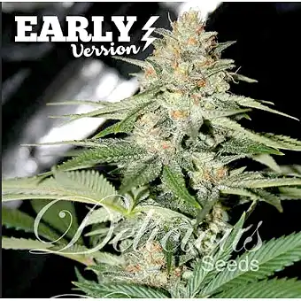 Delicious Candy Early versión - Delicious Seeds