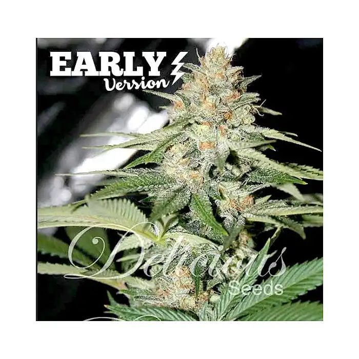 Delicious Candy Early versión - Delicious Seeds