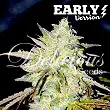 Marmalate Early - Delicious Seeds