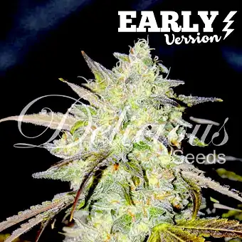 Marmalate Early - Delicious Seeds