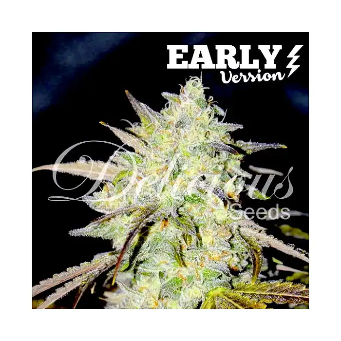 Marmalate Early - Delicious Seeds