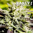 Caramelo Early Version - Delicious Seeds