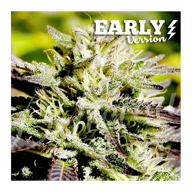Caramelo Early Version - Delicious Seeds