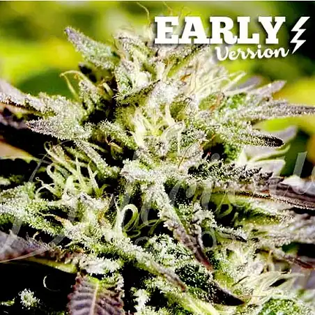 Caramelo Early Version - Delicious Seeds