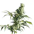 Mexican Sativa Femelle - Sensi Seeds Mexican Sativa Femelle - Sensi Seeds