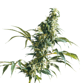 Mexican Sativa Feminized - Sensi Seeds
