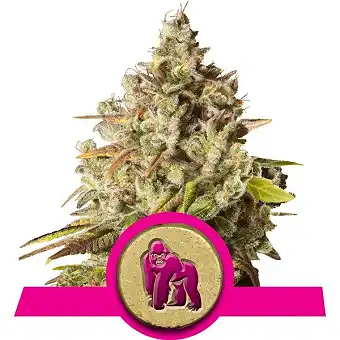 Royal Gorilla - Royal Queen Seeds