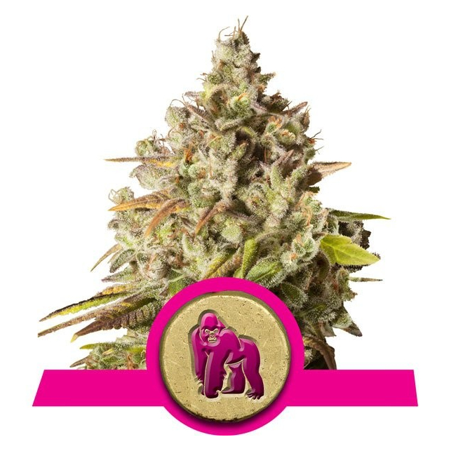 Royal Gorilla