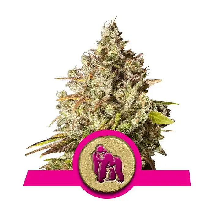 Royal Gorilla - Royal Queen Seeds