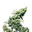 Jamaican Pearl Feminizada - Sensi Seeds Jamaican Pearl Feminizada - Sensi Seeds
