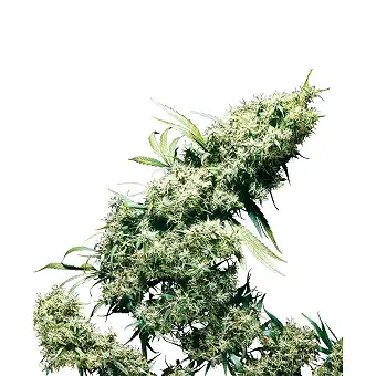 Jamaican Pearl Feminizada - Sensi Seeds