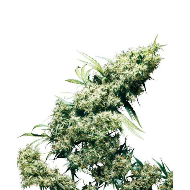 Jamaican Pearl Feminizada
