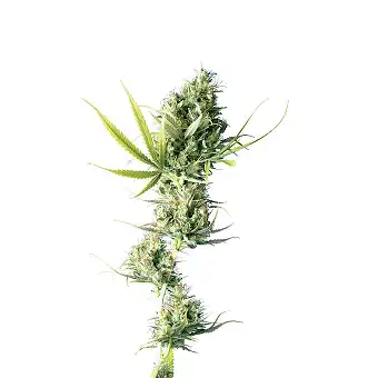 Durban Feminizada - Sensi Seeds