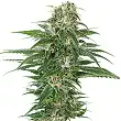 Early Skunk Auto - Sensi Seeds