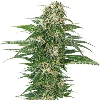 Early Skunk Auto - Sensi Seeds