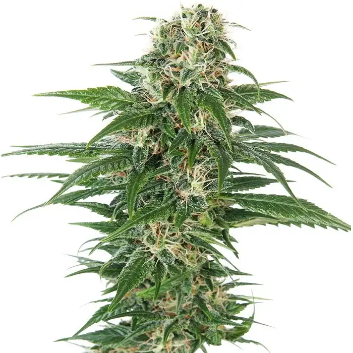 Early Skunk Auto - Sensi Seeds