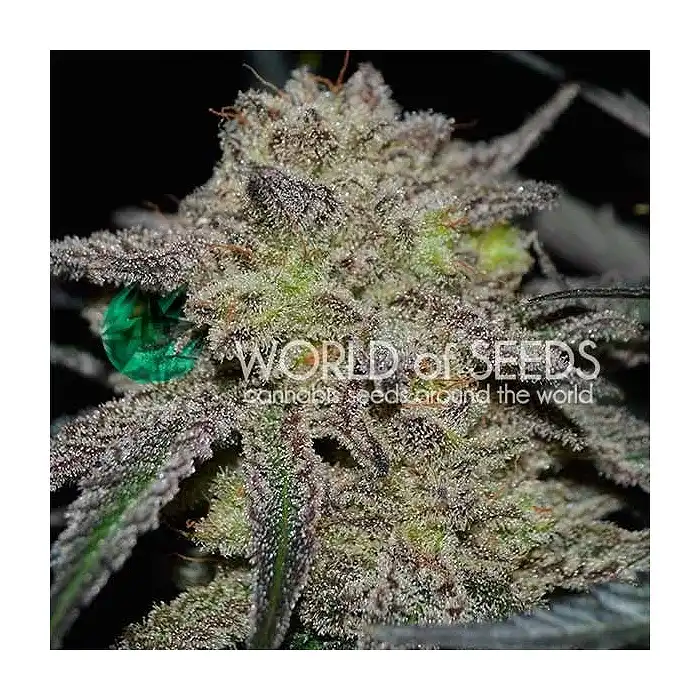 Tonic Ryder - World of Seeds