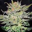 Auto Blue CBD - Delicious Seeds