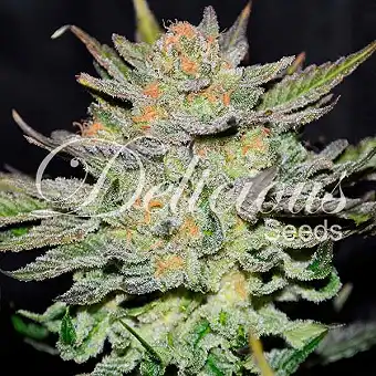 Auto Blue CBD - Delicious Seeds