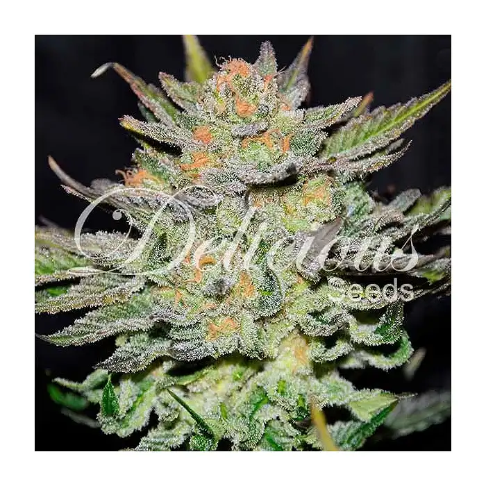 Auto Blue CBD - Delicious Seeds