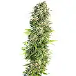 Hindu kush auto - Sensi Seeds Hindu kush auto - Sensi Seeds