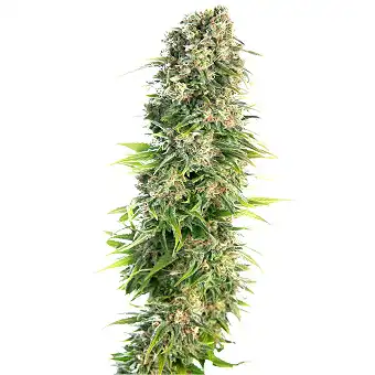 Hindu kush auto - Sensi Seeds