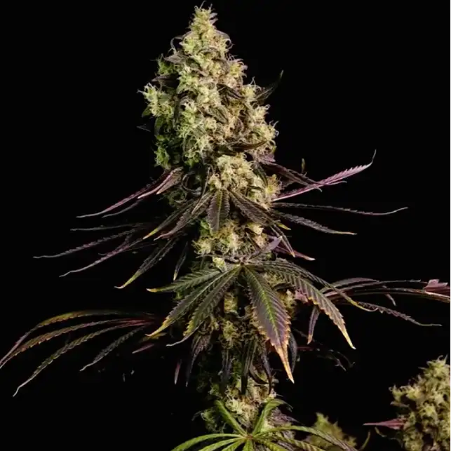 Dinamed CBD
