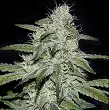 Kritikal Bilbo CBD - Genehtik