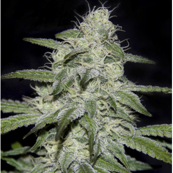 Kritikal Bilbo CBD - Genehtik