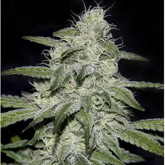 Kritikal Bilbo CBD - Genehtik