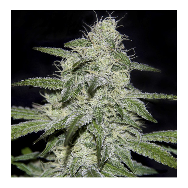 Kritikal Bilbo CBD
