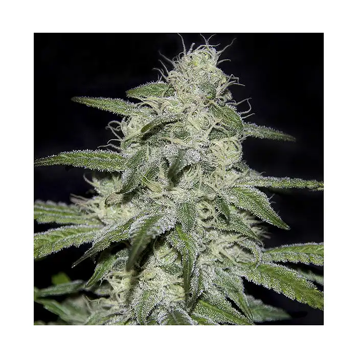 Kritikal Bilbo CBD - Genehtik