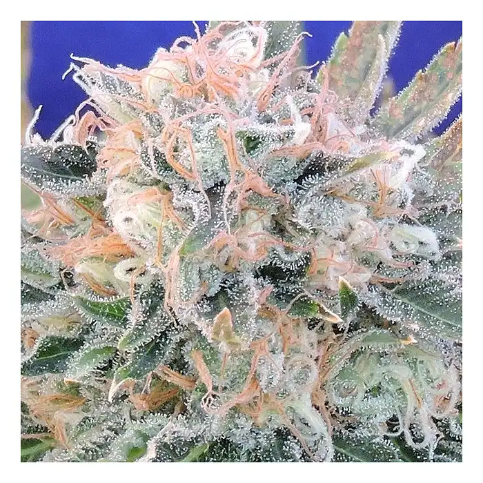 Auto Blueberry Ghost OG - Original Sensible Seeds